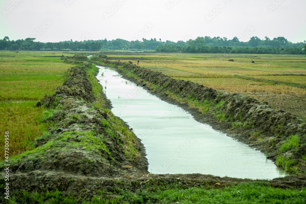 Naklejka premium Paddy or rice field harvest crops and small water line in a big crop field