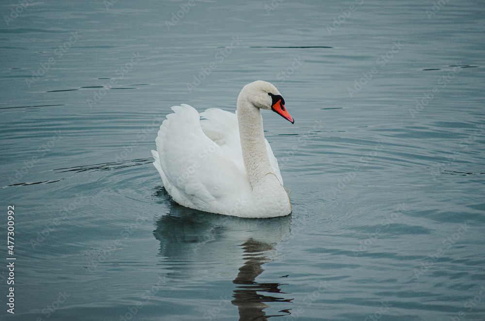 swan on the lake minimalstic