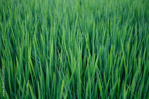 young rice plant