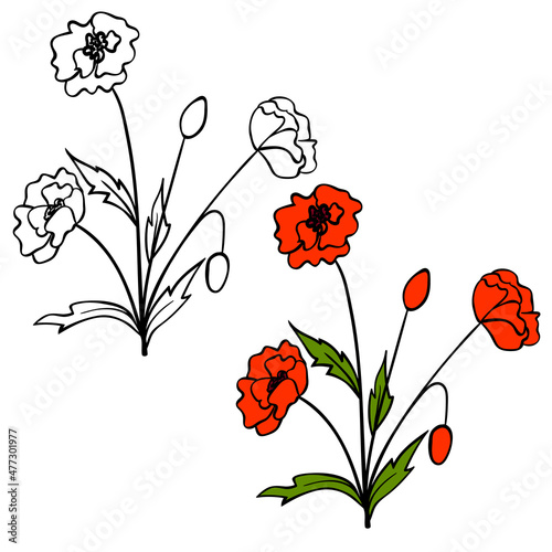 Blooming poppy flower contour and color sketch