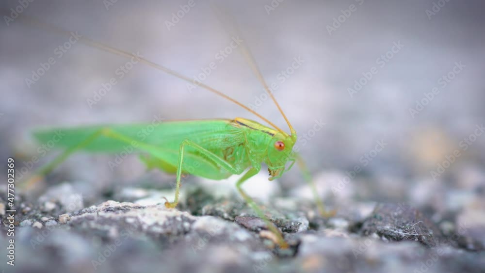Great green bush-cricket on the asphalt Great green bush-cricket on the asphalt