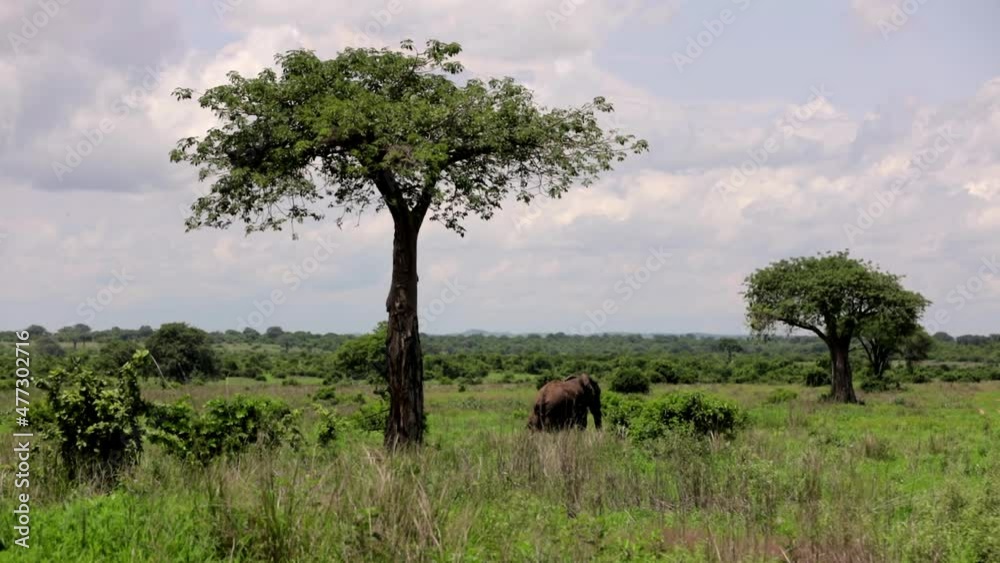 A large family of African elephants walks on the African savannah and chews grass in the wild against the backdrop of sky and green grass in the African savannah. A large family of African elephants walks on the African savannah and chews grass in the wild against the backdrop of sky and green grass in the African savannah.