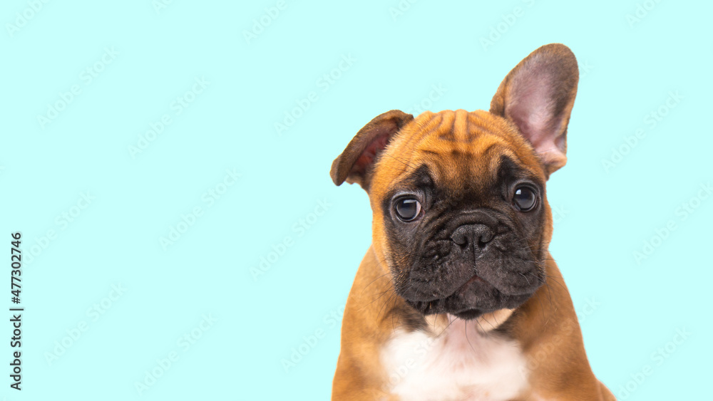 cute funny ginger french bulldog puppy on blue background looking at the camera with place for text and copy space banner. funny animals concept