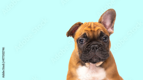 cute funny ginger french bulldog puppy on blue background looking at the camera with place for text and copy space banner. funny animals concept © yana136
