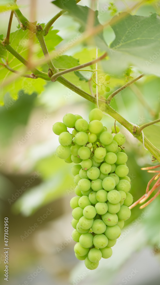 Green background of green grapes with leaves.
Green background of green grapes with leaves.