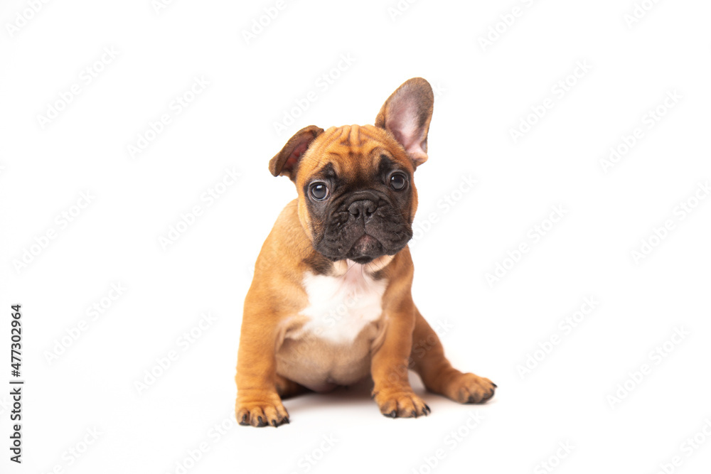 cute funny ginger french bulldog puppy sitting isolated on white background looking at the camera with place for text and copy space. funny animals concept