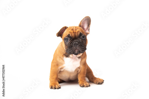 cute funny ginger french bulldog puppy sitting isolated on white background looking at the camera with place for text and copy space. funny animals concept © yana136