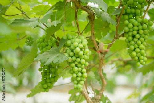 Green background of grapes with leaves.