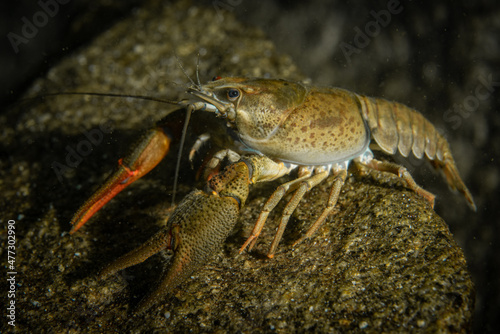 Freshwater crab with red claw