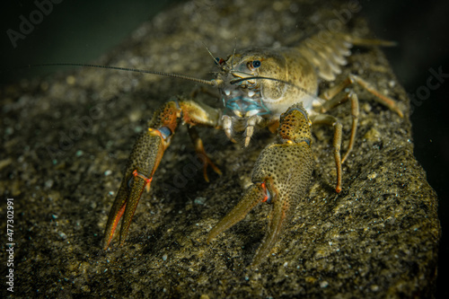 Underwater photo of crayfish