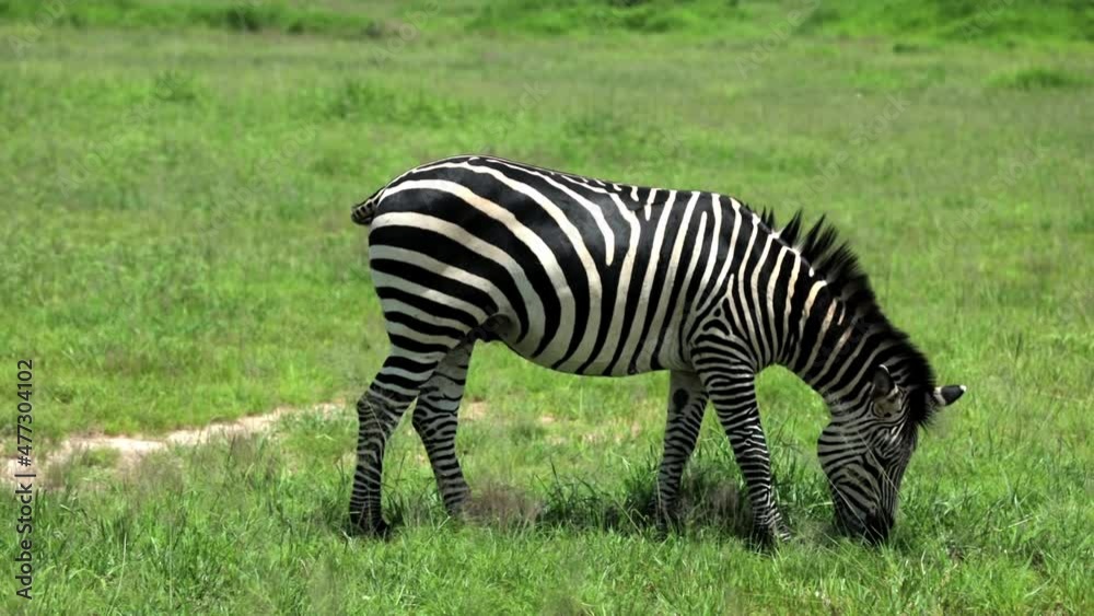 Cinematic shot of wild zebras protecting themselves from attack in slow motion. Serengeti National Park, Tanzania. Africa Cinematic shot of wild zebras protecting themselves from attack in slow motion. Serengeti National Park, Tanzania. Africa
