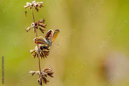 A silver studded blue Butterfly on a meadow photo