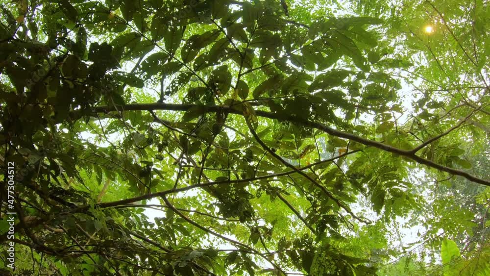 Lush foliage on trees in Brahmavan Garden Lush foliage on trees in Brahmavan Garden