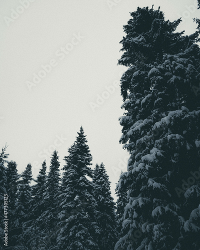 forest