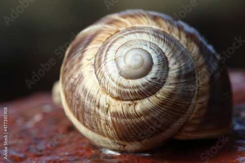 snail on stone 