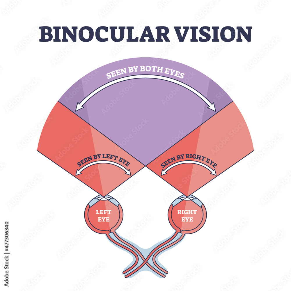 Binocular vision type explanation with right and left eye sight outline diagram. Labeled educational optic principle model with anatomical example how we see objects and image vector illustration. - obrazy, fototapety, plakaty 