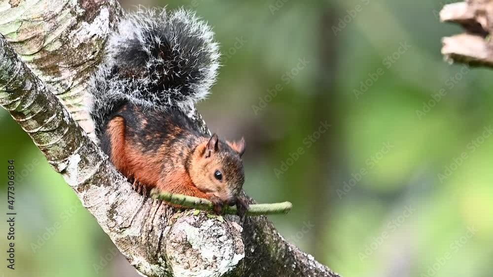 Variegated squirrel (Sciurus variegatoides) turning seedling from Ambay