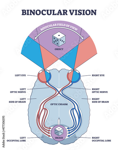 Binocular vision type explanation with anatomical nerve pathway outline diagram. Labeled educational optic view principle with occipital lobe, brains, nerve and eye seeing object vector illustration.