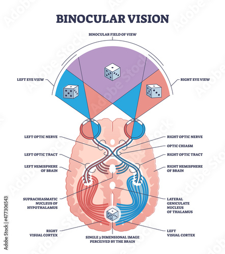 Binocular vision type with anatomical visual cortex pathway outline diagram. Labeled educational medical optometry scheme with optic nerves tract, chiasm, brain and field of view vector illustration. photo