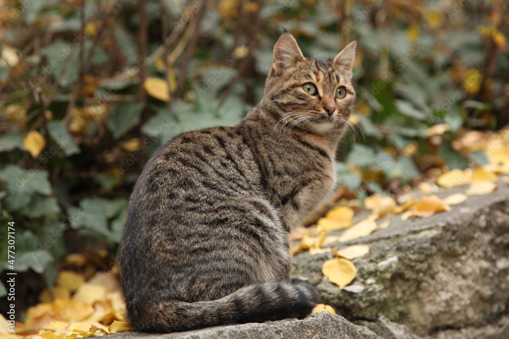 Fototapeta premium cat in the forest