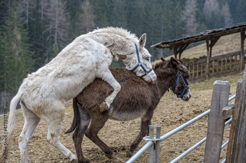 Canvas Print white donkey while mating brown one