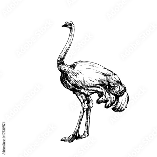 Standing quail. Vector vintage hatching illustration. Isolated on white