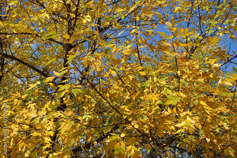 Fototapeta premium Autumnal foliage of Fraxinus pennsylvanica against blue sky in October