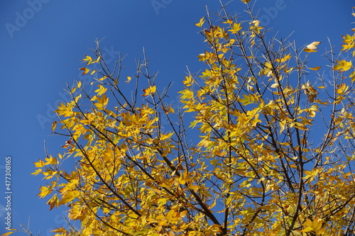Cloudless blue sky and branches of Fraxinus pennsylvanica  with amber yellow autumnal foliage in October photo