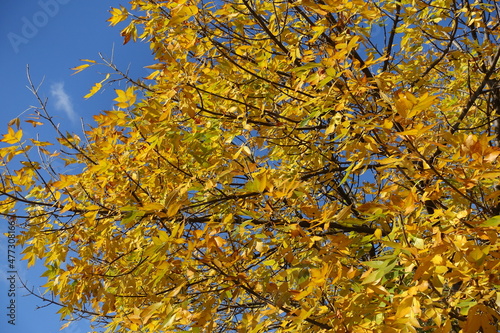 Colorful autumnal foliage of Fraxinus pennsylvanica against blue sky in October