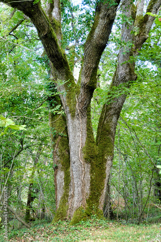 A majestic Sessile Oak Tree (Quercus petraea) standing proud in a woodland clearing
 photo