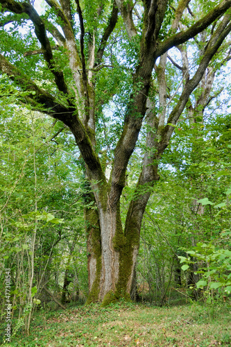 A majestic Sessile Oak Tree  Quercus petraea  standing proud in a woodland clearing 