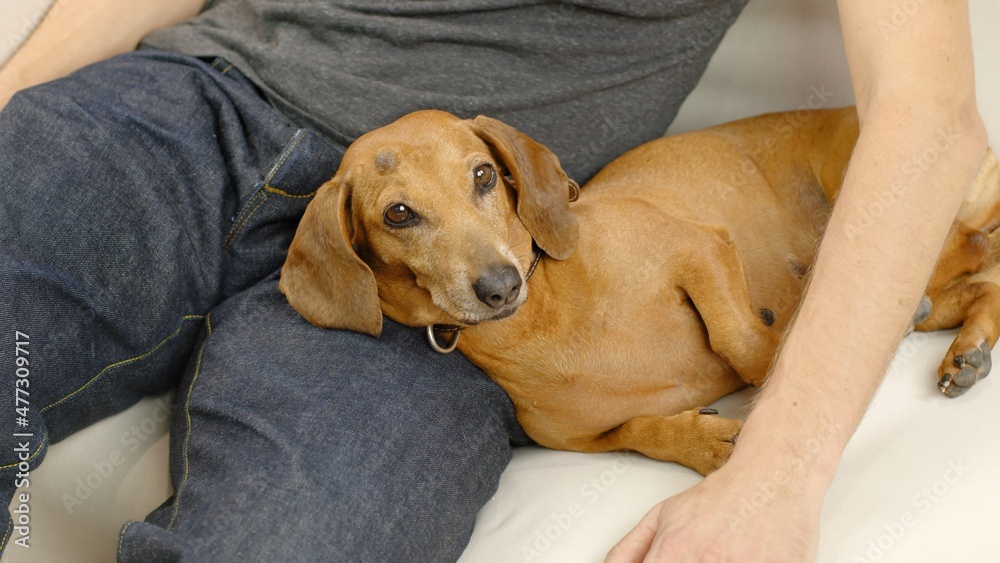 A man stroking a red-haired dachshund. A beautiful dog lies on the couch.