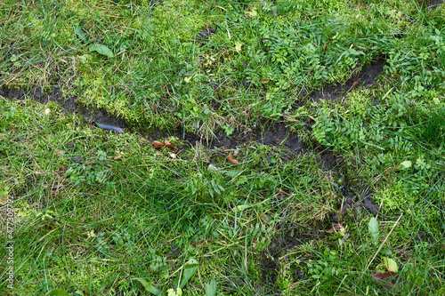 Vole ruts on a green lawn photo