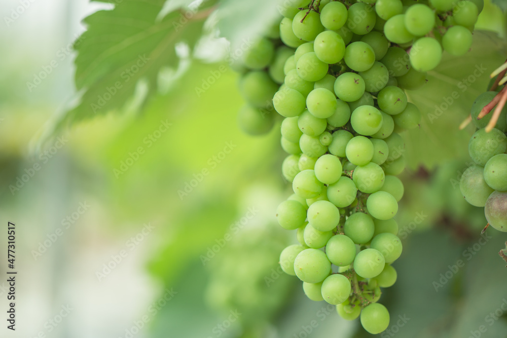 Green background of green grapes with leaves.
Green background of green grapes with leaves.