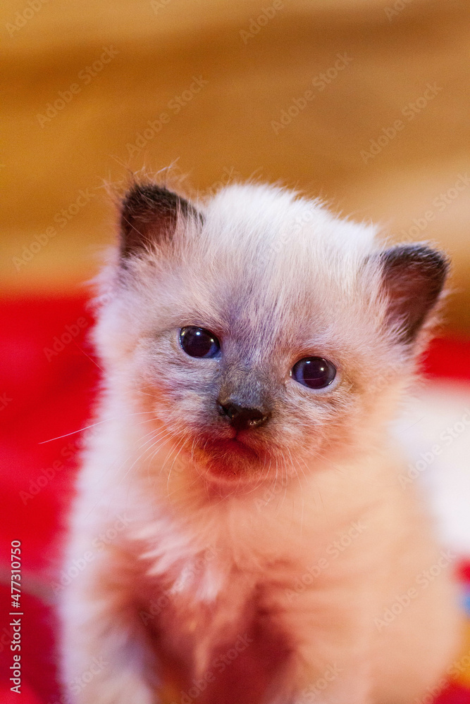 Fototapeta premium A small newborn kitten that has not yet opened its eyes after birth. The tiny kitten is sleeping. Beautiful little kitty.