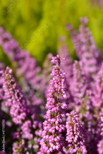 Pink bell heather