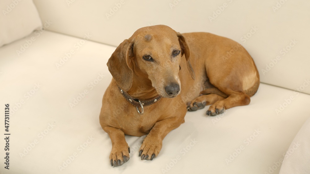 A cute dachshund is lying on the couch at home. Pet.