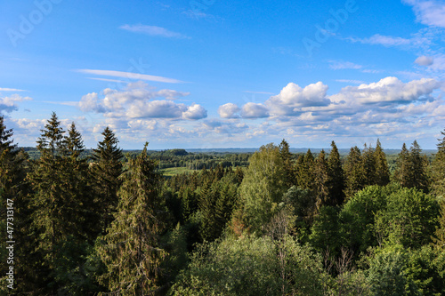 Landscape with tree tops in the foreground