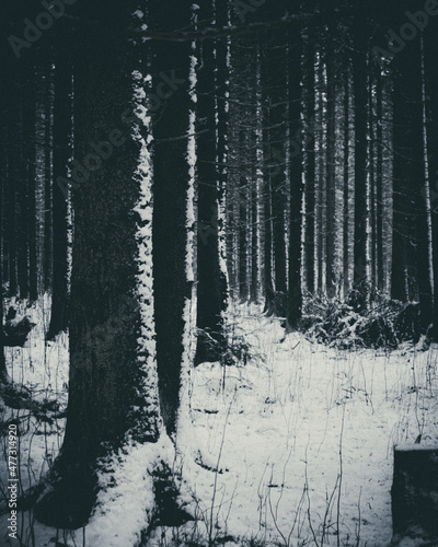 forest