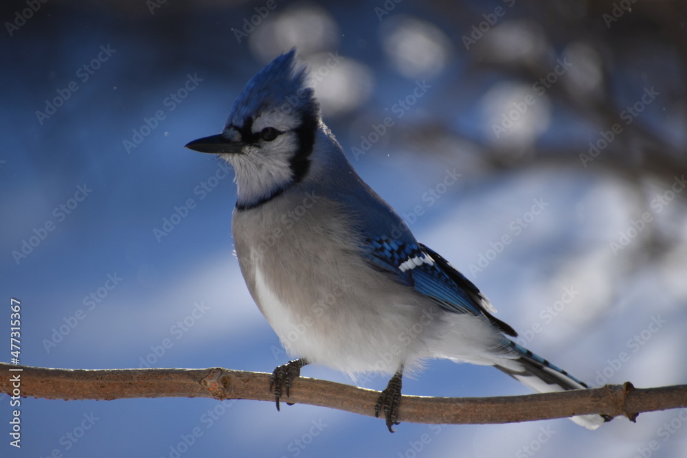 A blue jay in the garden, Sainte-Apolline, Québec, Canada A blue jay in the garden, Sainte-Apolline, Québec, Canada