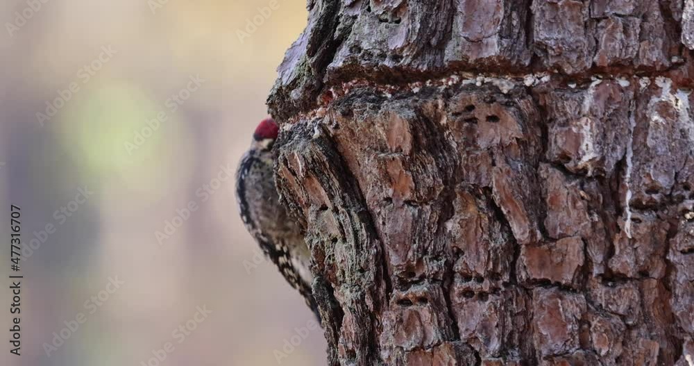 A Yellow-bellied Sapsucker feeding on a Pine tree A Yellow-bellied Sapsucker feeding on a Pine tree