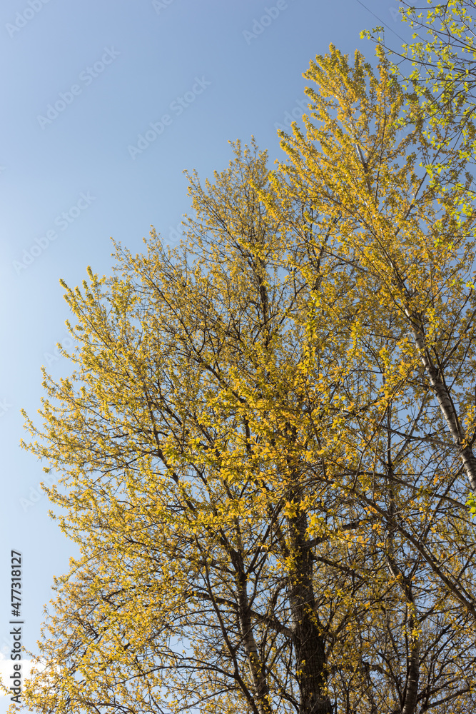 trees with green spring foliage trees with green spring foliage
