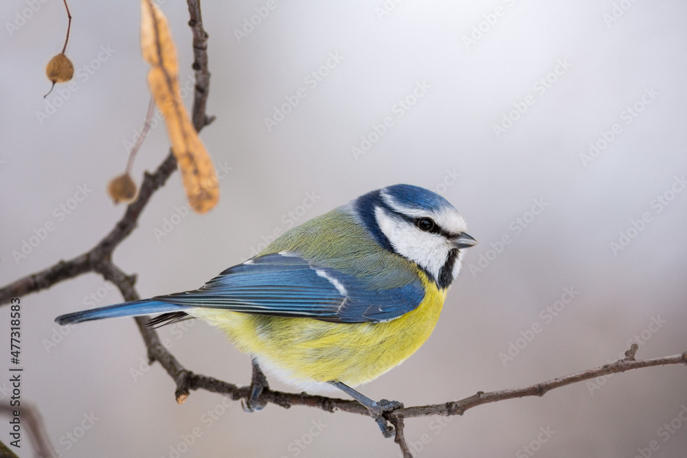 Obraz premium Blue Tit