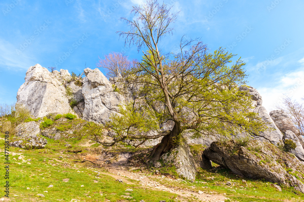Beautiful lime rocks formation near Podlesice village in Polish Jurassic Highland on sunny spring day, Poland Beautiful lime rocks formation near Podlesice village in Polish Jurassic Highland on sunny spring day, Poland