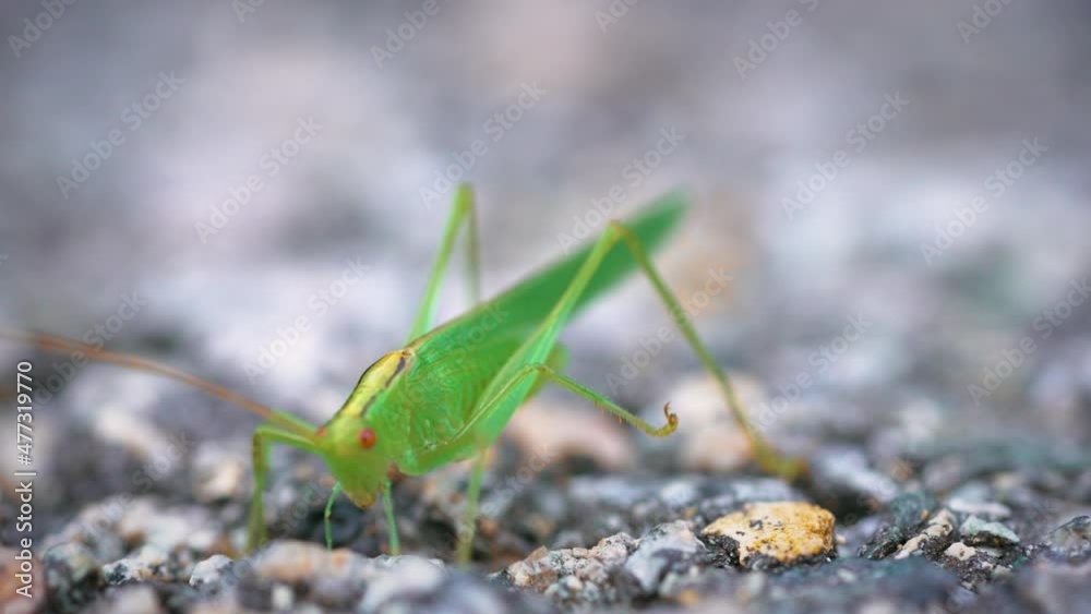 Great green bush-cricket on the asphalt Great green bush-cricket on the asphalt