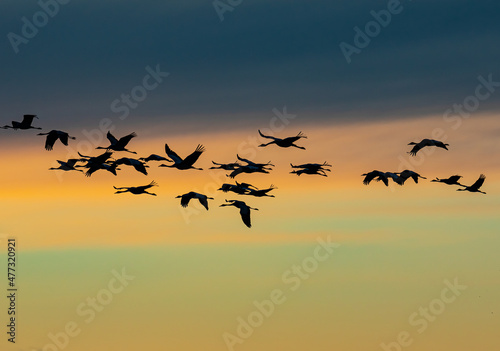 Silhouettes of  flying Cranes ( Grus Grus) at Sunset France