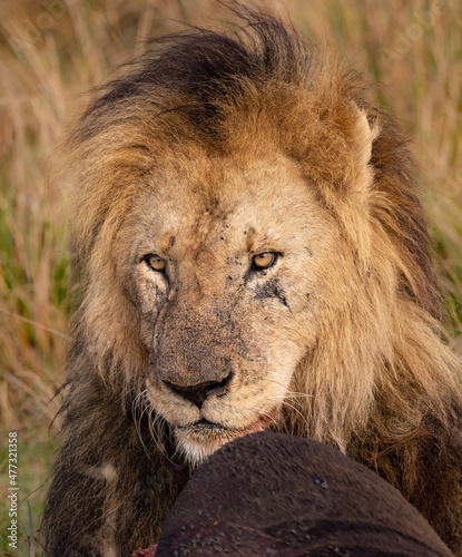 A lion in the Maasai Mara, Africa 