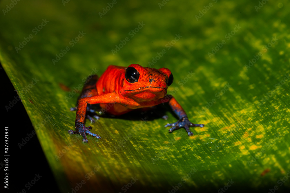 Fototapeta premium Strawberry Poison Dart Frog (Oophaga pumilio) Up Close