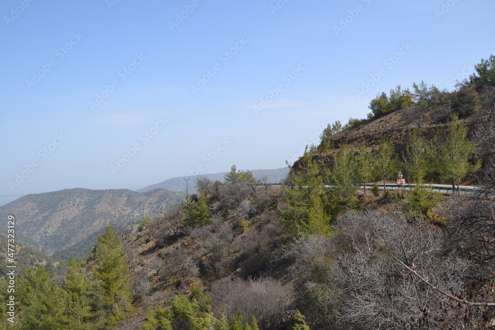 trees in the mountains