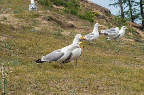 seagulls on the shore of Lake Baikal